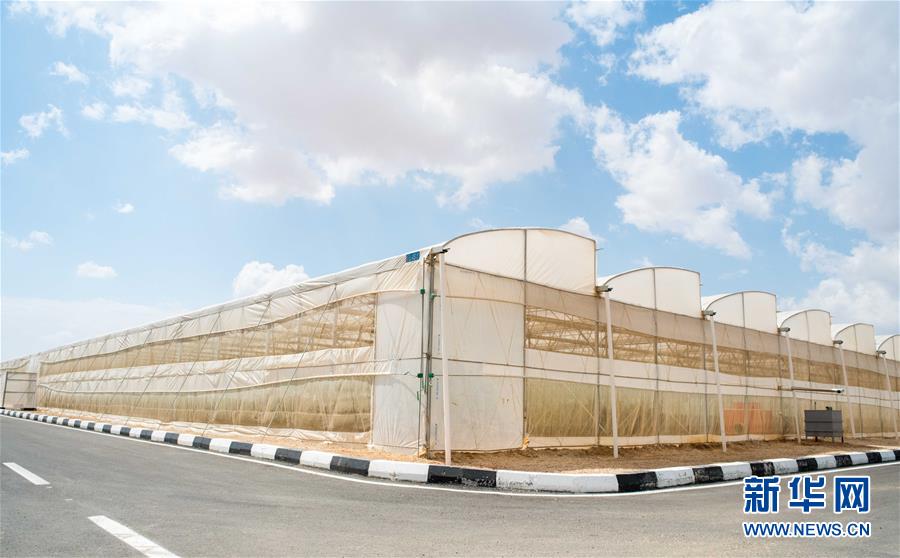 (國(guó)際·“一帶一路”高峰論壇·圖文互動(dòng))(1)荒漠正在成為瓜果飄香的綠洲——記中國(guó)國(guó)機(jī)重工埃及現(xiàn)代農(nóng)業(yè)溫室項(xiàng)目