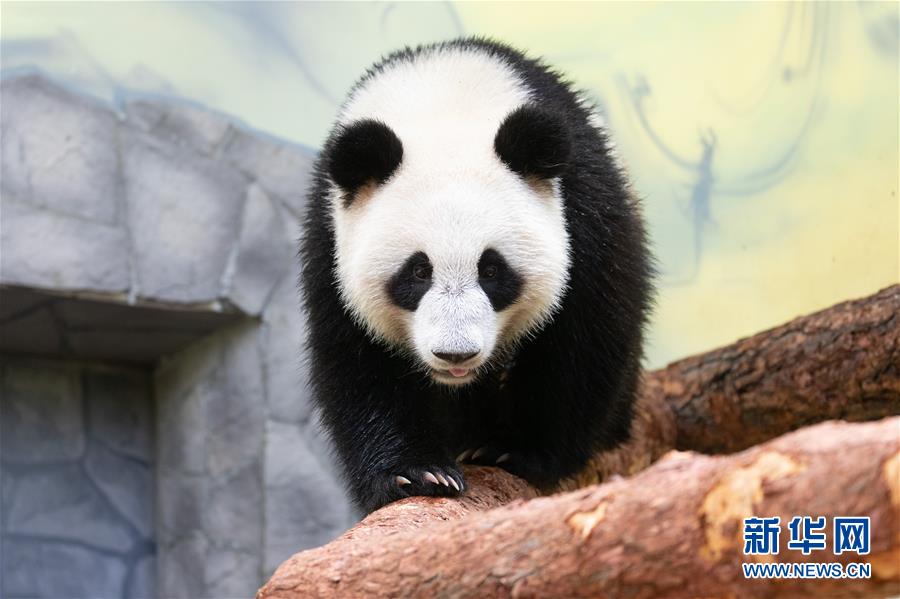 （新華全媒頭條&middot;圖文互動(dòng)）（11）特稿：新時(shí)代 新典范 新航程&mdash;&mdash;寫在中俄建交70周年之際