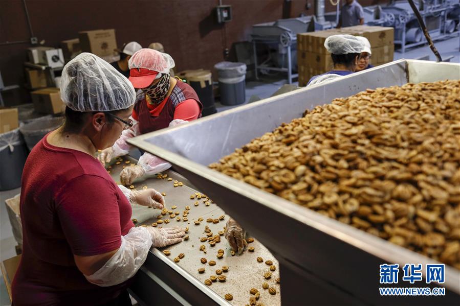 （國際&middot;圖文互動）（7）通訊：期待美中盡早達成貿(mào)易協(xié)議&mdash;&mdash;颶風和關(guān)稅夾擊下的美國山核桃種植戶盼重回中國市場