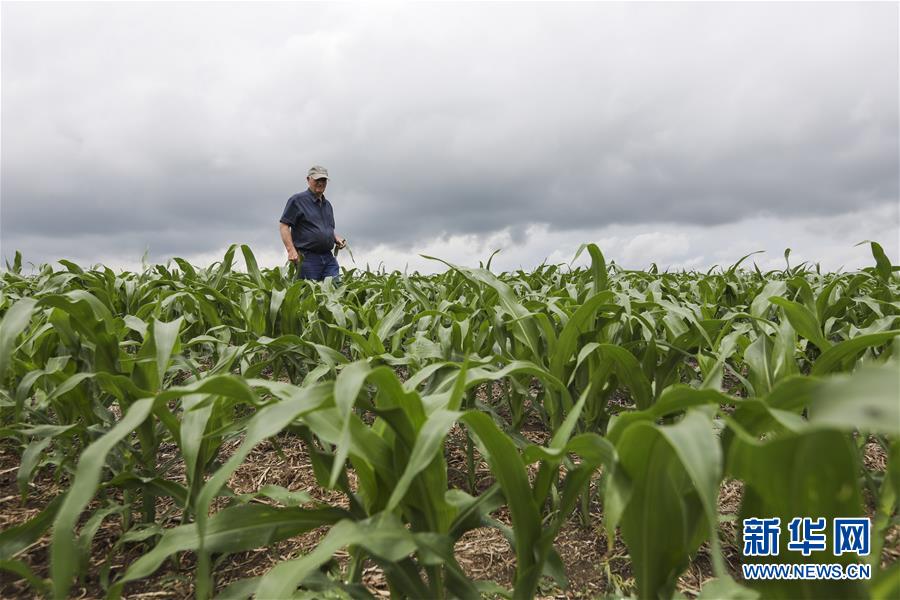 （國(guó)際&middot;圖文互動(dòng)）（3）通訊：貿(mào)易戰(zhàn)凸顯美國(guó)農(nóng)業(yè)發(fā)展隱憂