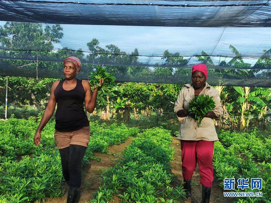 （國際&middot;圖文互動）（1）通訊：&ldquo;有機&rdquo;已成古巴農(nóng)民生活方式