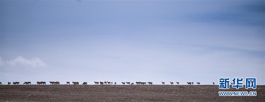 （新媒體專(zhuān)線&middot;圖文互動(dòng)）（4）一參與殺害&ldquo;改革先鋒&rdquo;杰桑&middot;索南達(dá)杰的嫌犯被抓獲