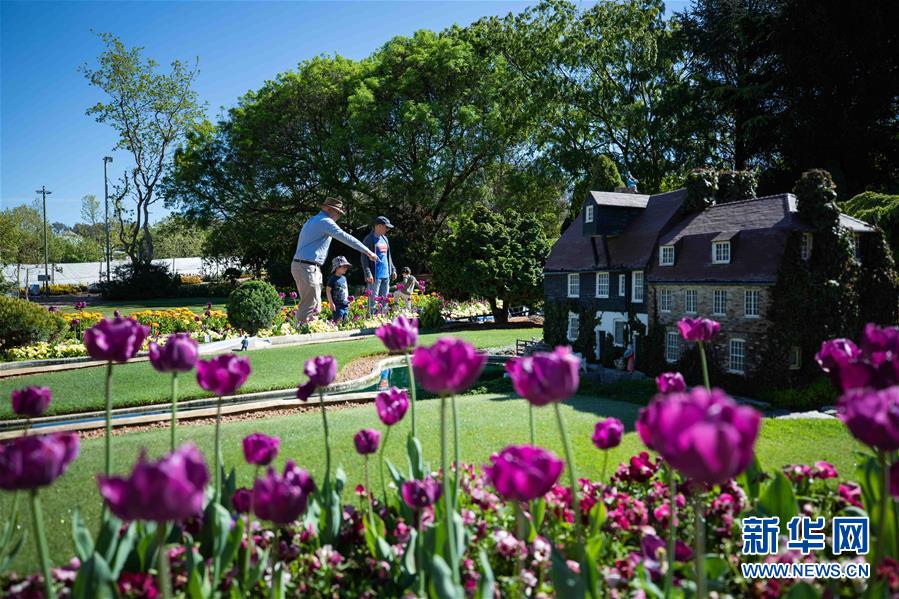 （XHDW&middot;圖文互動）（2）通訊：&ldquo;無處不在的鮮花為我們帶來歡樂和希望&rdquo;&mdash;&mdash;&ldquo;小人國&rdquo;里的堪培拉花展