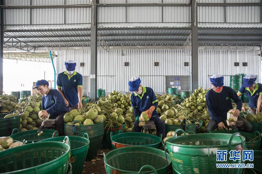 (第三屆進(jìn)博會·圖文互動)(3)通訊:椰香飄進(jìn)進(jìn)博會 市場開放共繁榮——一名泰國椰商的心聲