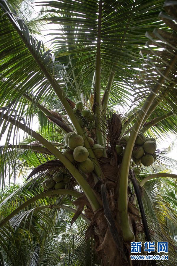 (第三屆進(jìn)博會·圖文互動)(6)通訊:椰香飄進(jìn)進(jìn)博會 市場開放共繁榮——一名泰國椰商的心聲