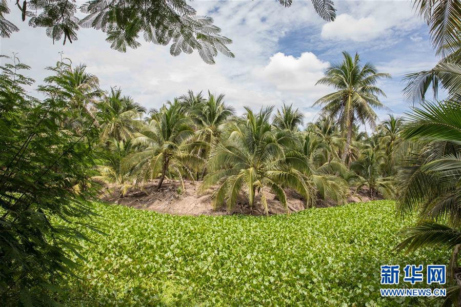 (第三屆進(jìn)博會·圖文互動)(9)通訊:椰香飄進(jìn)進(jìn)博會 市場開放共繁榮——一名泰國椰商的心聲