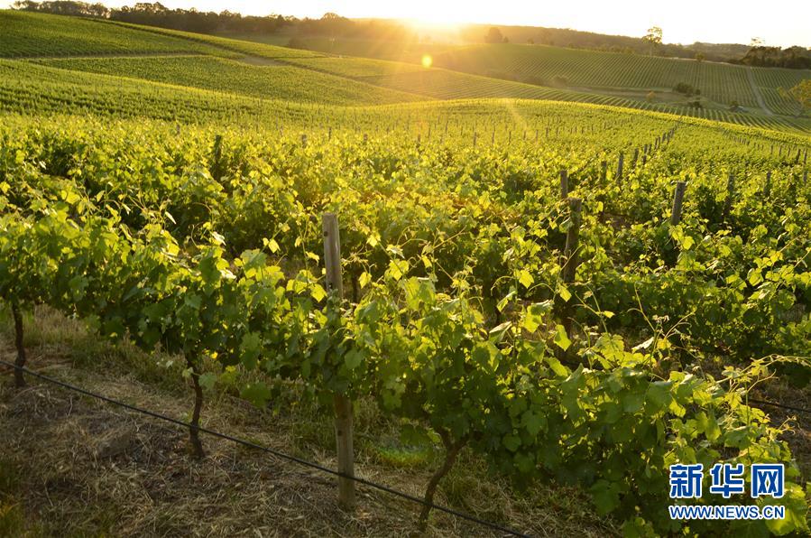 （第三屆進博會&middot;圖文互動）（1）專訪：進博會是了解中國市場的好機會&mdash;&mdash;訪澳大利亞諾瓦維塔葡萄酒集團創(chuàng)始人卡臣