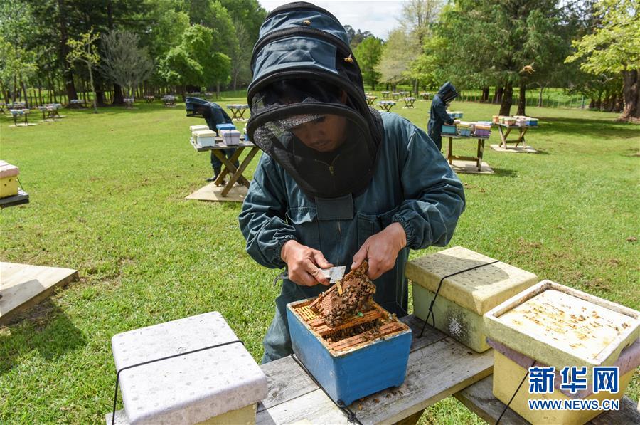 （第三屆進(jìn)博會(huì)&middot;圖文互動(dòng)）（7）通訊：新西蘭的進(jìn)博會(huì)味道，甜