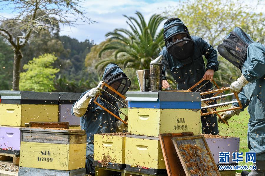 （第三屆進(jìn)博會(huì)&middot;圖文互動(dòng)）（8）通訊：新西蘭的進(jìn)博會(huì)味道，甜