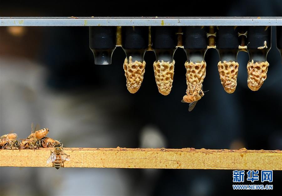 （第三屆進(jìn)博會(huì)&middot;圖文互動(dòng)）（9）通訊：新西蘭的進(jìn)博會(huì)味道，甜