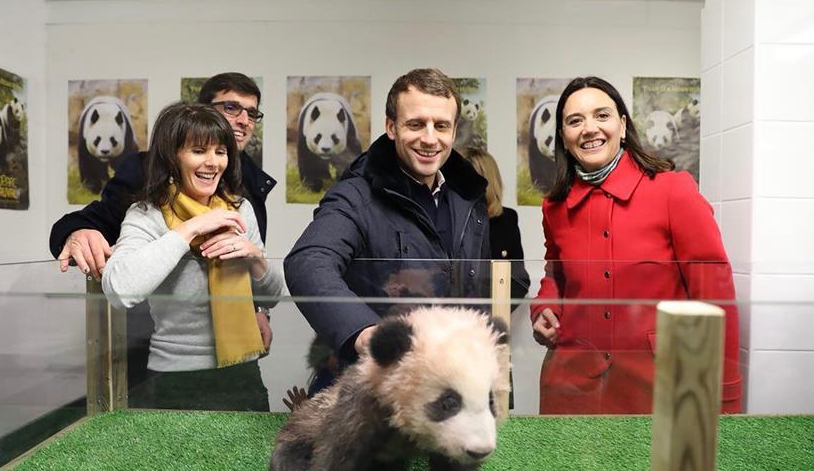法國總統(tǒng)參觀大熊貓寶寶&ldquo;圓夢&rdquo;