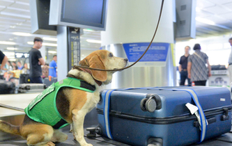 最萌&ldquo;特工隊&rdquo;能聞出箱子里的違禁品