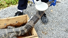 安徽涇縣：揚(yáng)子鱷&ldquo;搬家&rdquo;野外