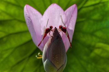 &ldquo;蜓&rdquo;立荷頭