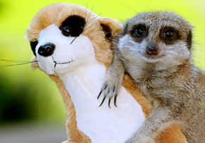 小動物擬人超可愛